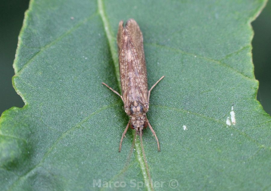 Tricottero Hydropsychidae del milanese